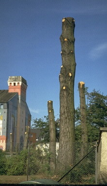 B�ume werden gef�llt