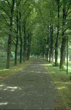 Allee am Rheinufer