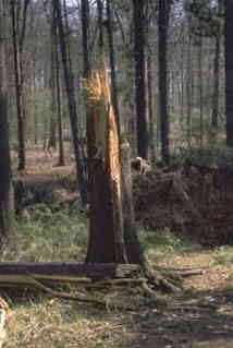 Im Sturm umgeknickter Baum